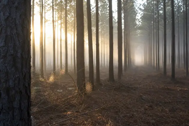 Dawn fog inside a loblolly pine plantation with straight planted rows receding into mist