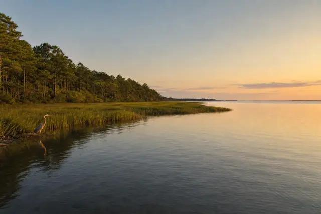 The New River widening into its estuary at golden hour with marsh grass and a wading heron