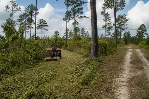 Tractor with rotary cutter mowing dense wax myrtle understory beneath widely spaced pines