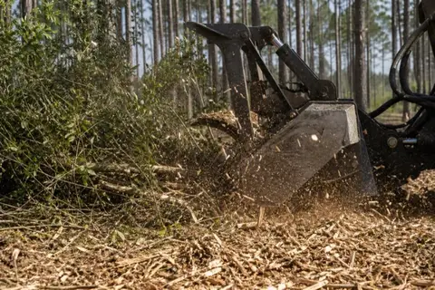 Tracked mulcher grinding privet and sweetgum thicket between loblolly pines on flat coastal-plain ground