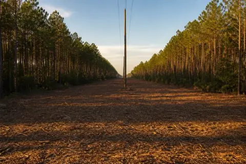Cleared power-line easement stretching arrow-straight between loblolly stands, poles receding to the horizon