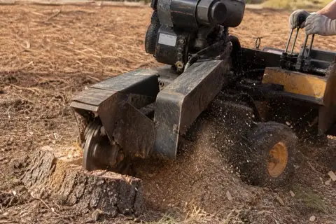 Stump grinder wheel cutting into a fresh pine stump with chips scattered across sandy ground